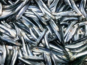 Anchovies_shutterstock_1894888135