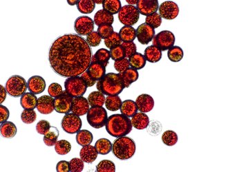 Astaxanthin_shutterstock_2268054051