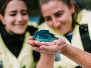 BioMar Lumpfish