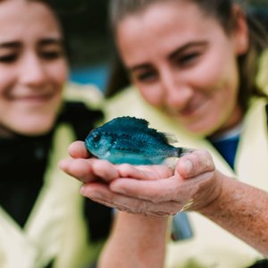 BioMar Lumpfish