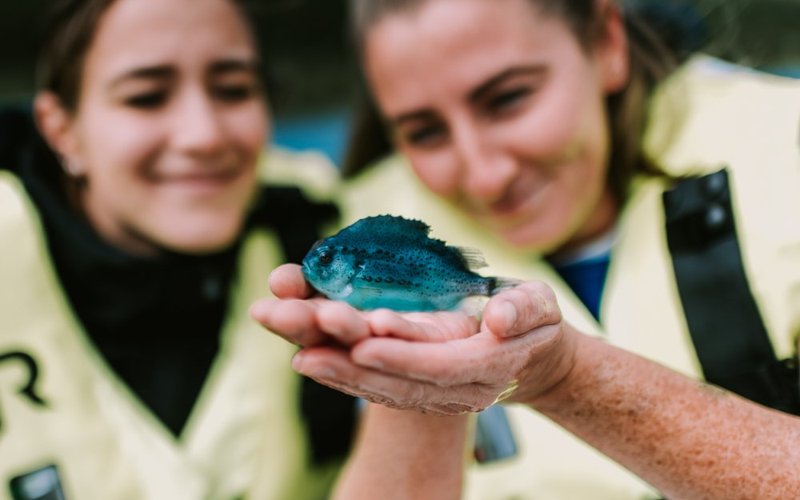 BioMar Lumpfish