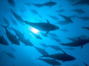Créditos: FAO/Kurt Arrigo