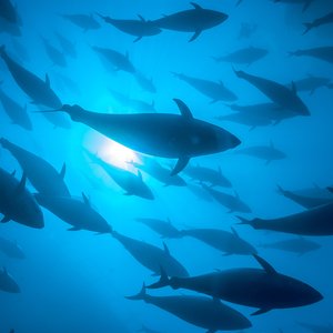 Créditos: FAO/Kurt Arrigo