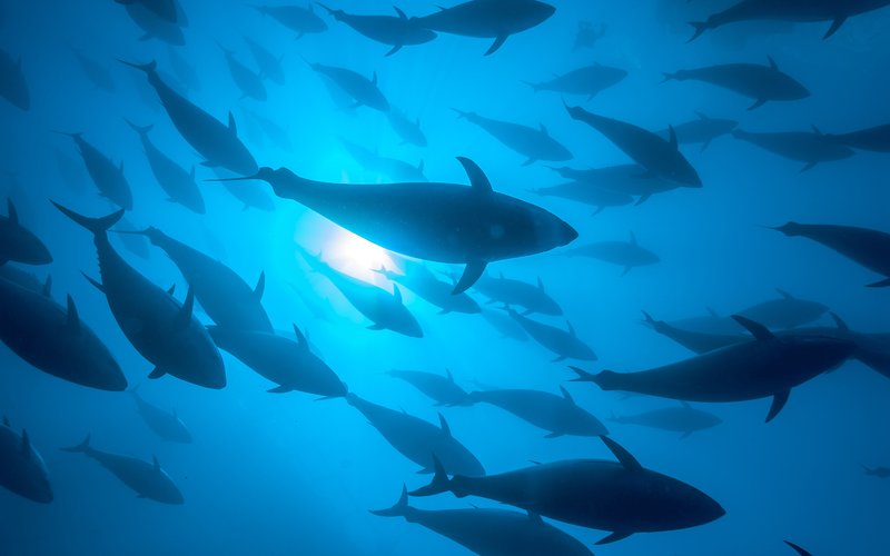 Créditos: FAO/Kurt Arrigo