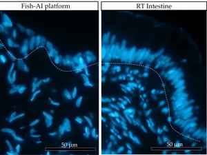 Figure 2 cell disposition in vivo and in vitro