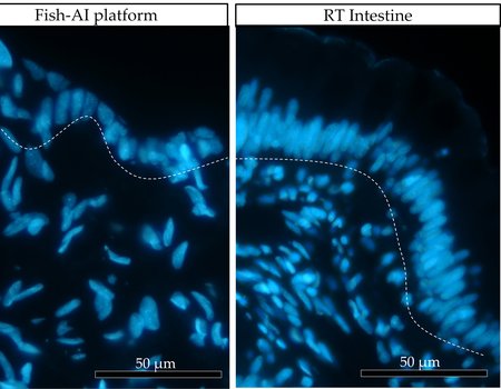 Figure 2 cell disposition in vivo and in vitro