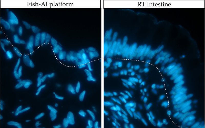 Figure 2 cell disposition in vivo and in vitro