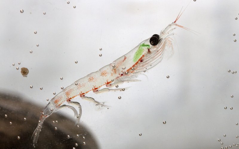 Krill med grønn flekk