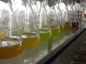 Microalga2