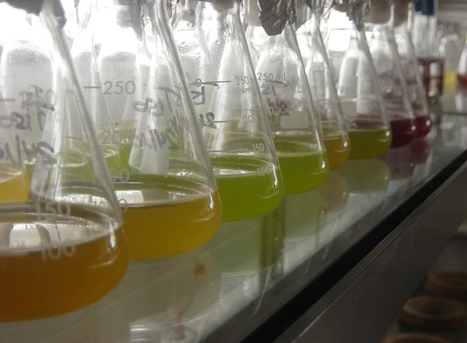 Microalga2