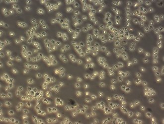 Phaeocystis - 3 -NordsjÃ¸en apr 2015