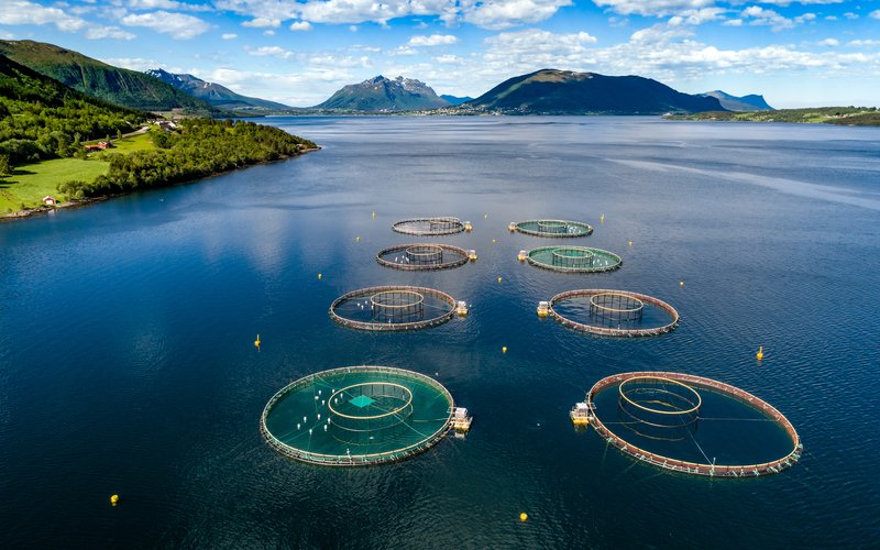 Salmon_shutterstock_736765279