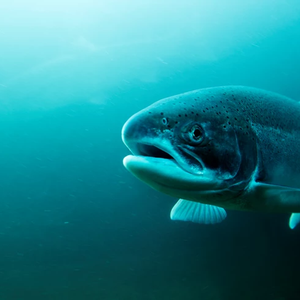 Screenshot 2025-04-29 at 19-10-29 atlantic-salmon-istockphoto.jpg (Imagen WEBP 730 × 487 píxeles)