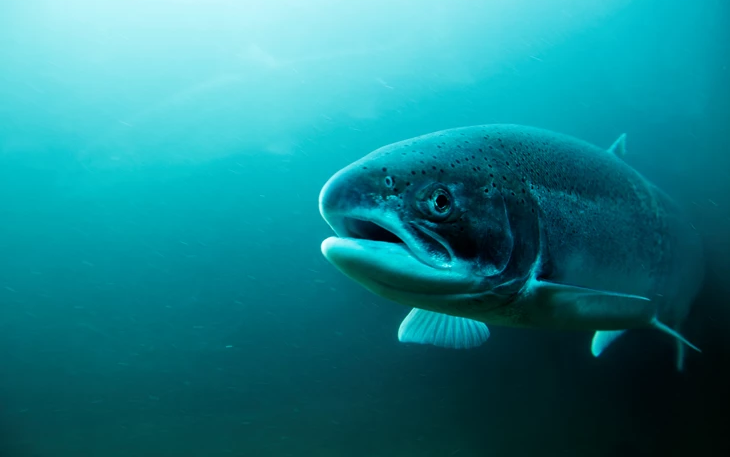 Screenshot 2025-04-29 at 19-10-29 atlantic-salmon-istockphoto.jpg (Imagen WEBP 730 × 487 píxeles)