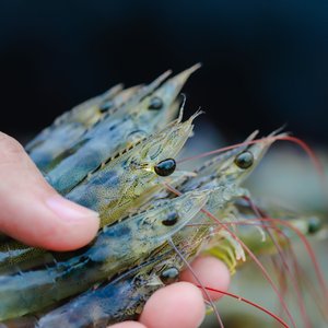 Shrimp_Shutterstock_726216955