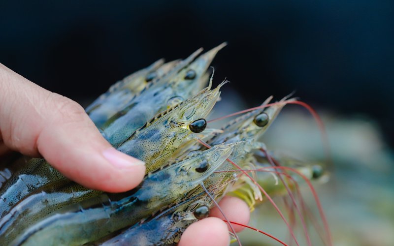 Shrimp_Shutterstock_726216955