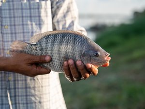 Tilapia_shutterstock_2210578277