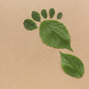copy-space-leaves-collection