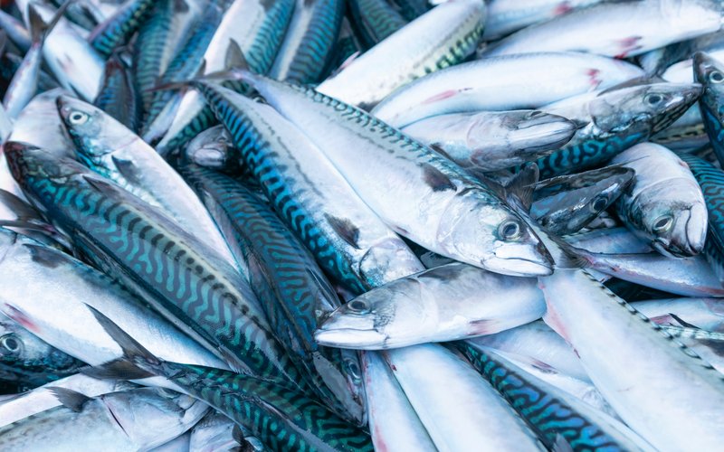 mackerel_shutterstock_1674010870