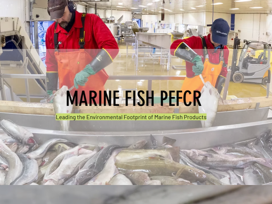marine-fish-pefcr-1024x505