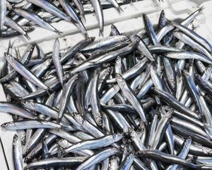 shutterstock_2099836621