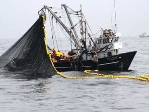 Produce implementa acciones para proteger a la anchoveta, durante la pesca exploratoria en la zona norte-centro