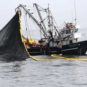 Produce implementa acciones para proteger a la anchoveta, durante la pesca exploratoria en la zona norte-centro