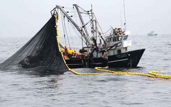 Produce implementa acciones para proteger a la anchoveta, durante la pesca exploratoria en la zona norte-centro